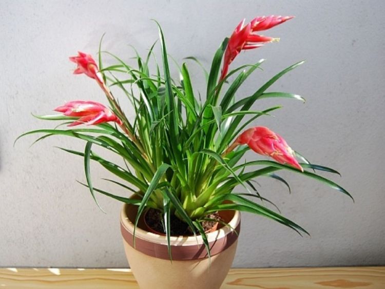 Цветы вриезия выращивание в домашних условиях в какой почве выращивать
